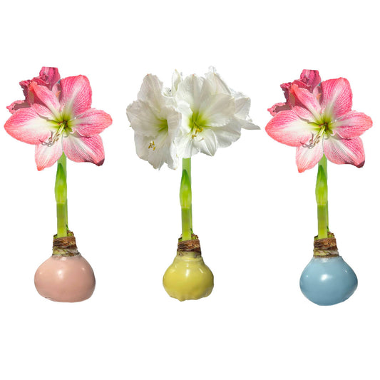 Pastel Wax Amaryllis