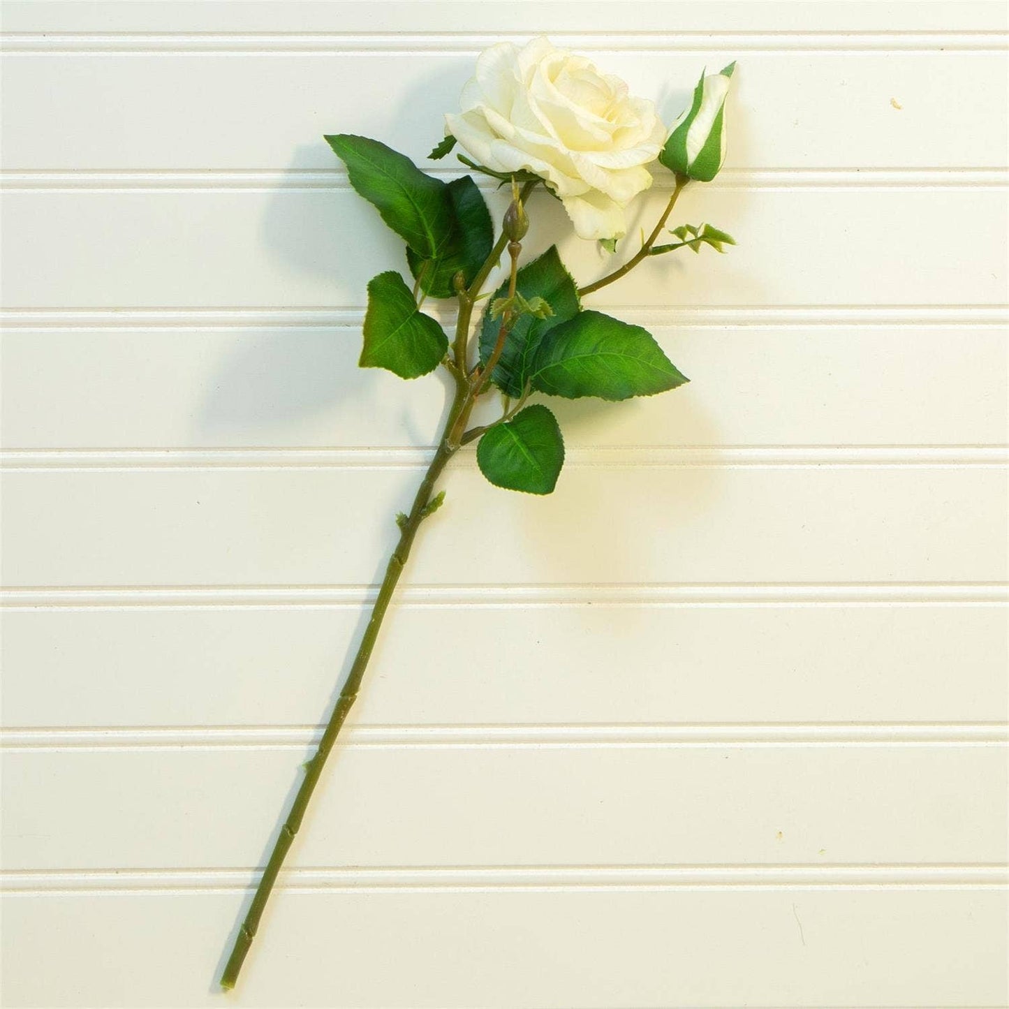 Pick - Real Feel Garden Rose, White (PK/12)